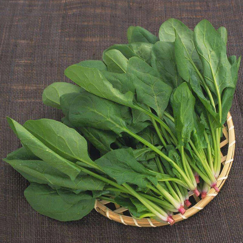Big Round Leaf Spinach Seeds - Giant Noble Spinach - Persia Vegetable - 200+ Seeds - USA Grown