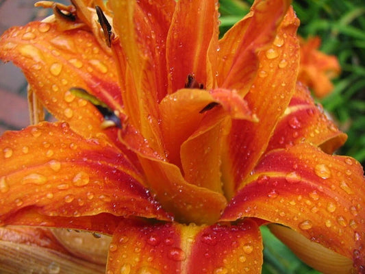 Kwanso Daylily Live Plants - 5 Bare Root Established Plants - Hemerocallis fulva 'Kwanso' - Vibrant Orange Flowers