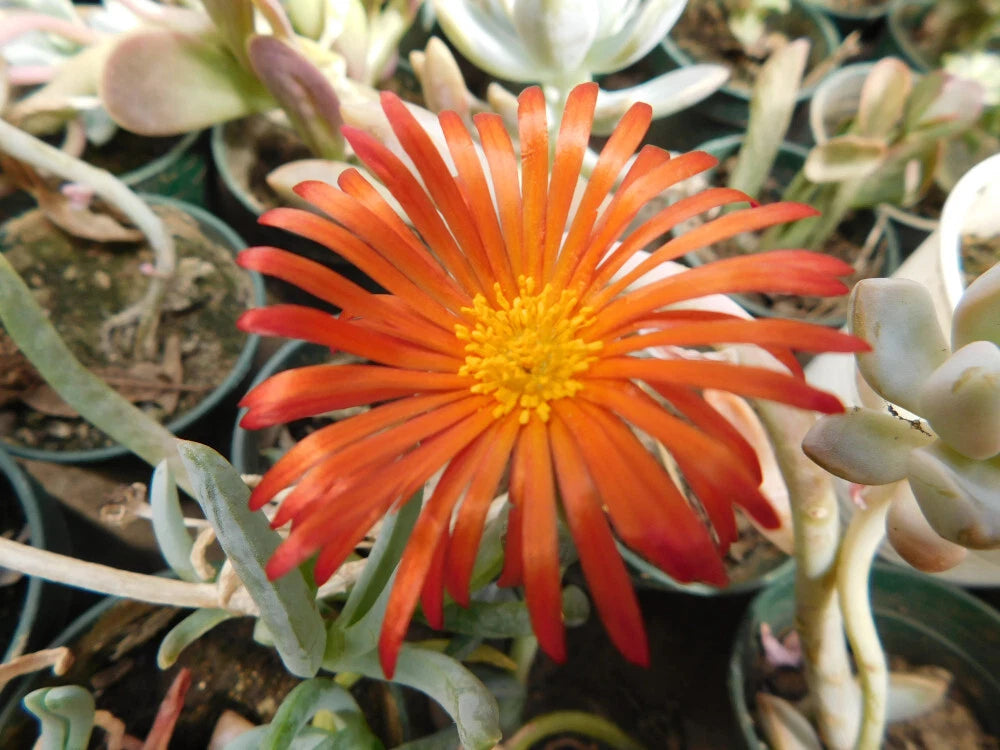 5-Pack Delosperma Rusty Ice Plant Succulent Ground Cover - Live Flowering Fire Stop