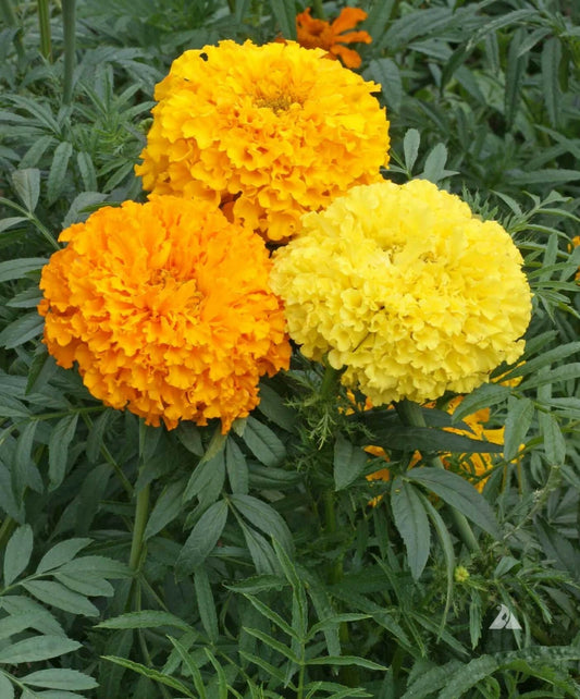 African Marigold Seeds - Crackerjack Mix - Heirloom, Non-GMO - 250 Seeds - Tagetes erecta - Dia de los Muertos