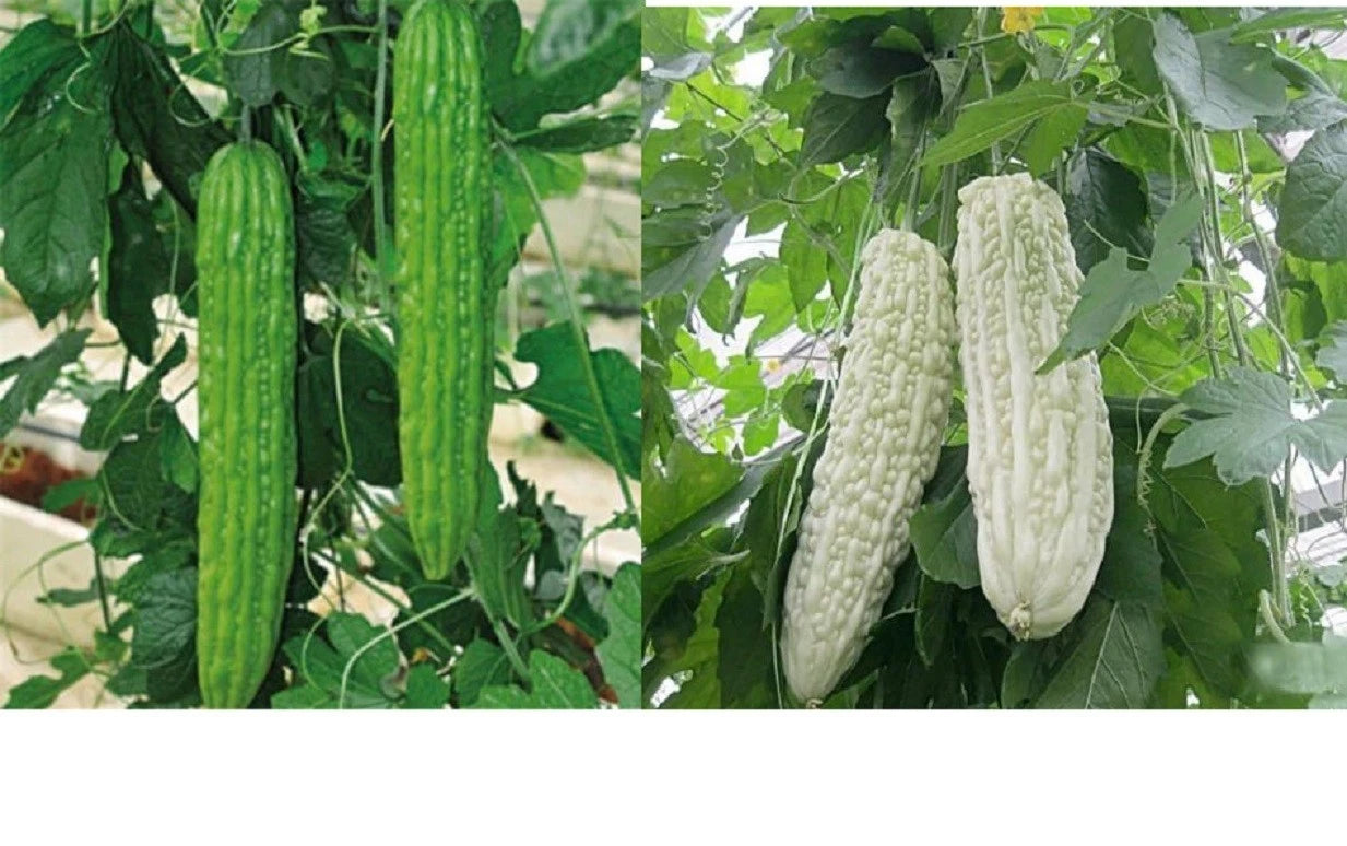 Bitter Melon Seeds - 10+ Green/White Skin Ku Gua - Asian Vegetable Seeds, Organic Bitter Gourd Seeds for Home Garden