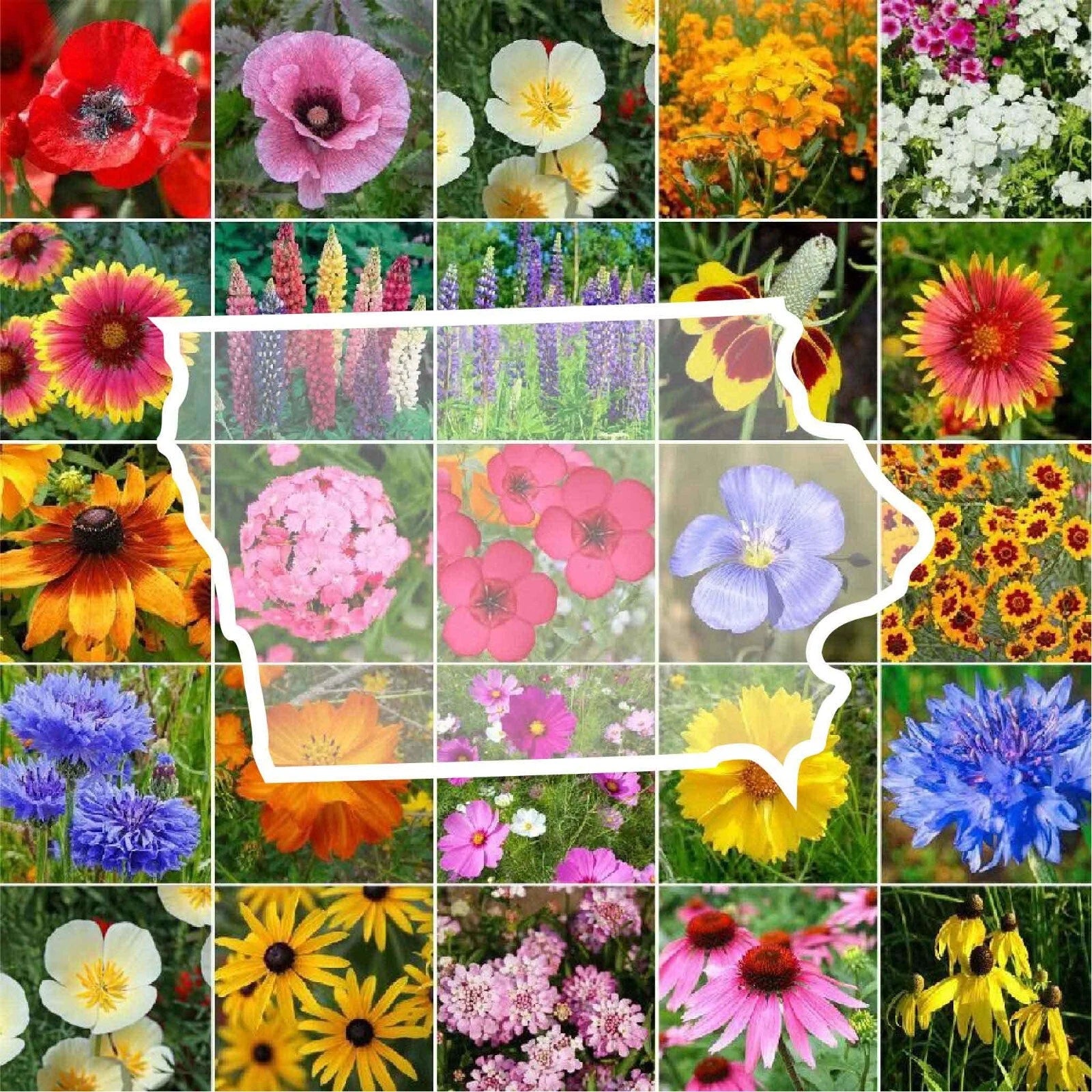 Wildflower Seed Mix - Iowa State Flower, Perennials & Annuals, Non-GMO, 1000 Seeds, USA Native Wildflowers