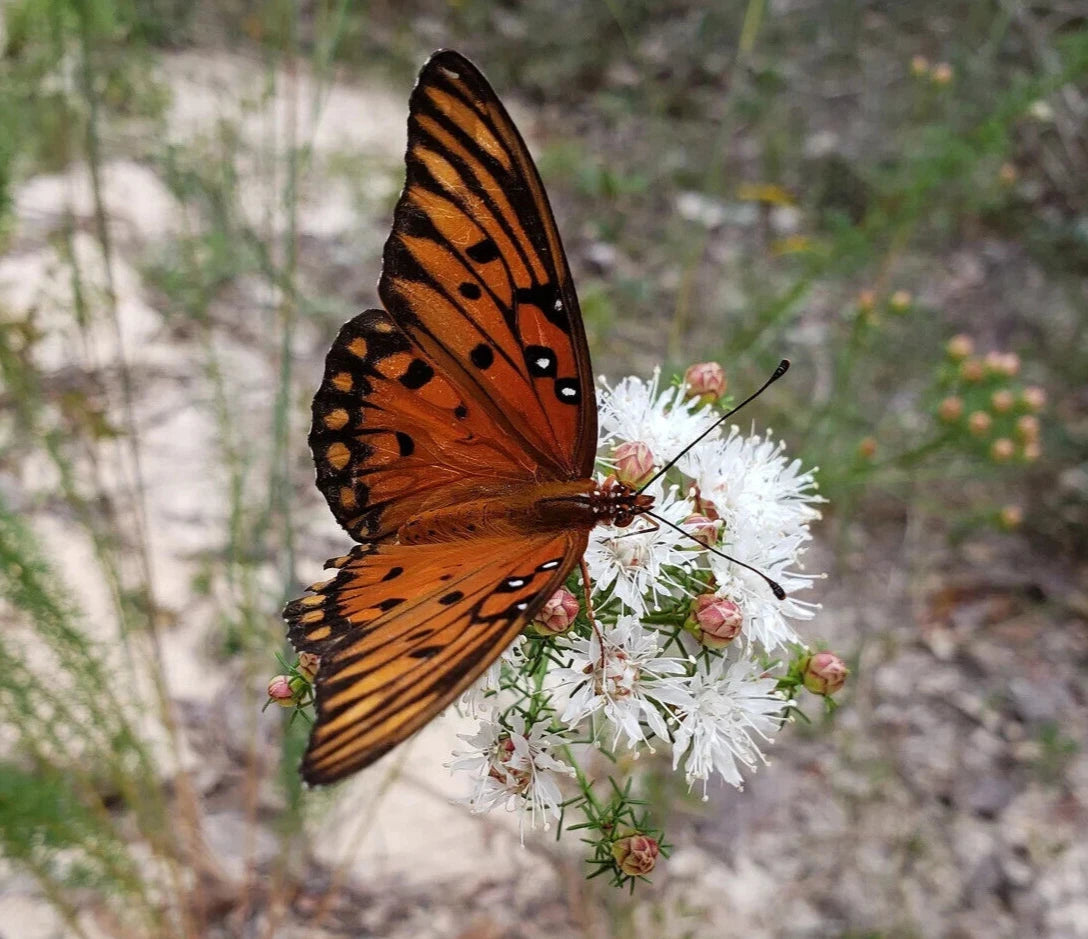 Dalea Pinnata Seeds | 25 Pack | Summer Farewell | Florida Native Flower | Gulf Coast Wildflower Seeds