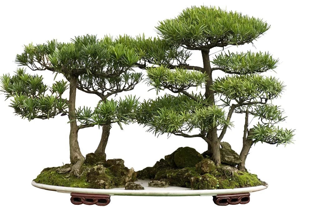 Bonsai Tree Seeds - 30 Western Red Cedar Seeds - Thuja plicata