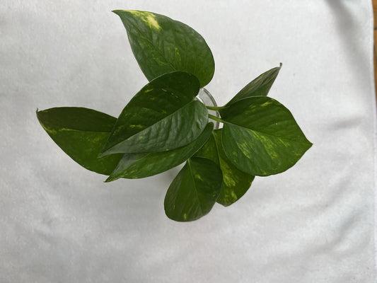 Golden Pothos Cuttings – 4 Healthy Rooted Cuttings – Easy Care Indoor Plant – Epipremnum aureum