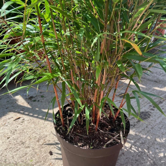 Asian Wonder Bamboo Seeds - 50 Pack - Clumping Privacy Plant for Shade Garden - Perfect for Landscaping (Phyllostachys vivax)