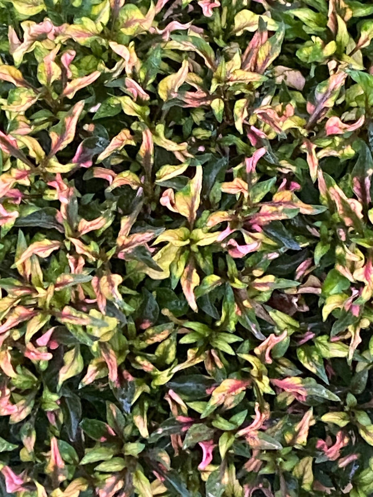 Alternanthera Ruby Slippers Rooted Plant 3" Pot