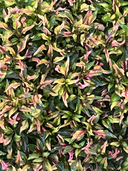 Alternanthera Ruby Slippers Rooted Plant 3" Pot