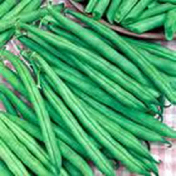 Tendergreen Bush Bean Seeds, Heirloom Variety, 500+ Seeds, Great Tasting and Healthy (Phaseolus vulgaris)