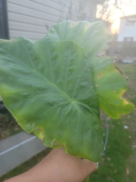 Borneo Giant Elephant Ear Taro Plant, Huge Size, Alocasia Macrorrhiza, Well-Rooted, Tropical Foliage