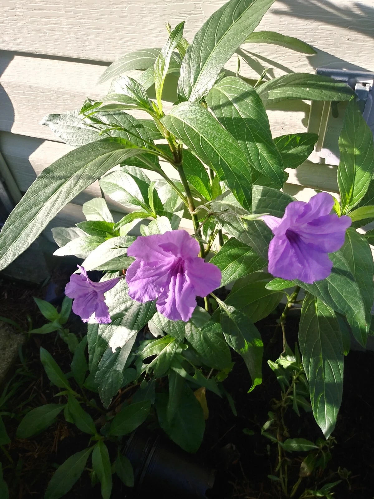 Purple Mexican Petunia Plants - 3 Live Well Potted - Active Blooming - Ruellia