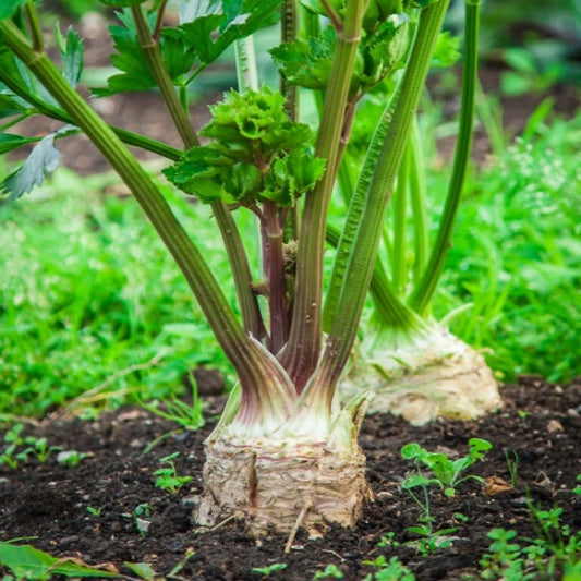 Celeriac Seeds - 5000 Seeds Giant Prague OP Variety - Large Smooth & Hardy, Great Shelf Life (Apium graveolens var. rapaceum)