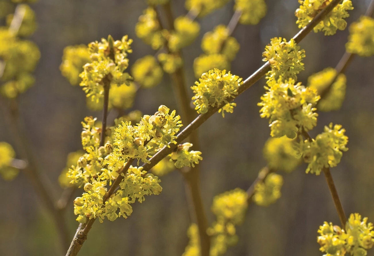 Spicebush Plant 6-12" Tall 4" Pot Lindera Benzoin Fragrance Bush