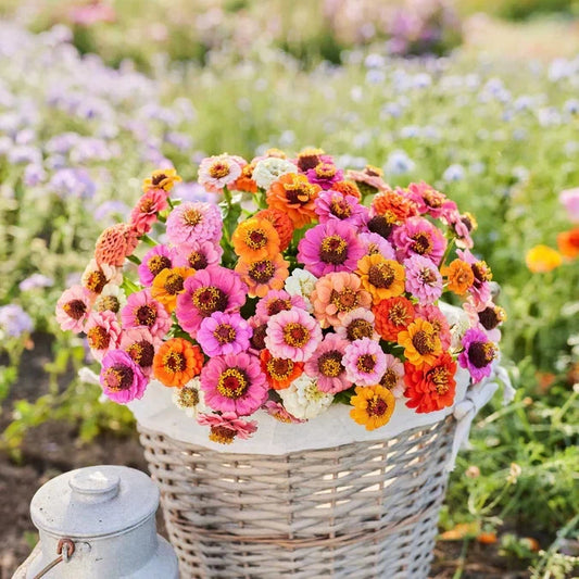 Dwarf Zinnia Seeds Mix - 100+ Button Box Variety - Perfect for Garden Planting - USA Grown