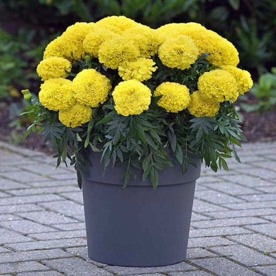Inca Yellow Marigold Seeds - 25+ Seeds for Garden Planting - Tagetes erecta - USA