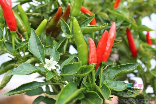 Malagueta Hot Pepper Seeds - 25+ Seeds for Garden Planting - Capsicum frutescens - USA Grown, Free Shipping