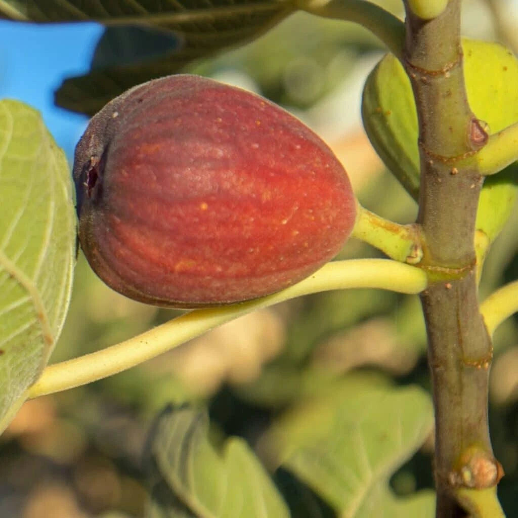 Calimyrna Fig Seeds - 100+ Pack for Garden Planting - Ficus carica - USA Grown - Organic Gardening Supplies