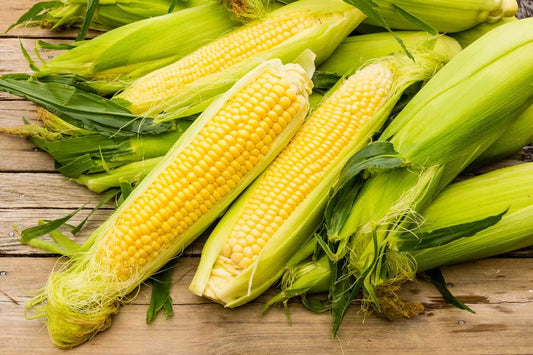 25 Seeds - Sweet Corn Iochief Yellow - Zea mays - Non-GMO, Heirloom Variety for Home Garden