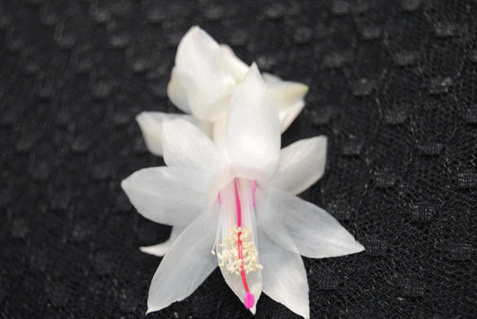 Christmas Cactus Starter Plant - THOR BRITT - Schlumbergera Truncata - Well Rooted (1 Plant)