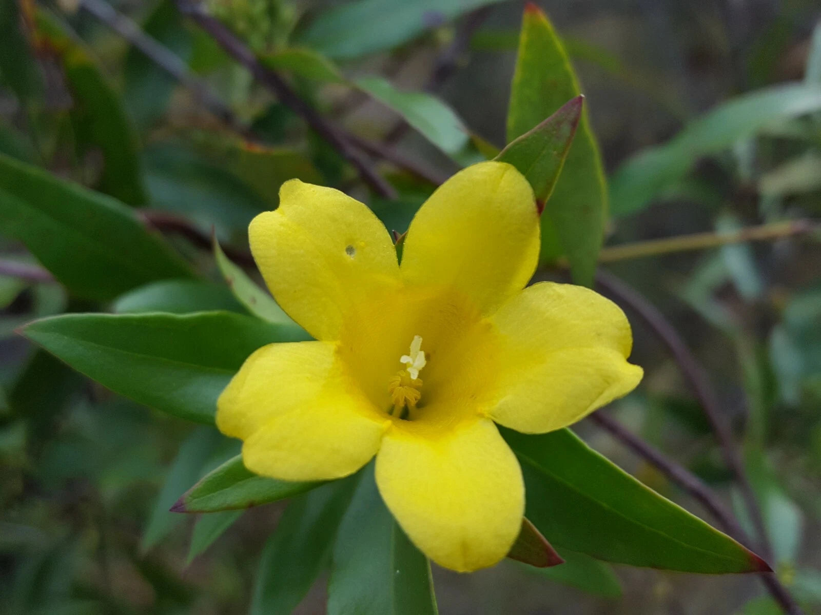 Yellow Jasmine Seeds | 25 Pack | Jessamine | Gelsemium Sempervirens | Florida Native Plant