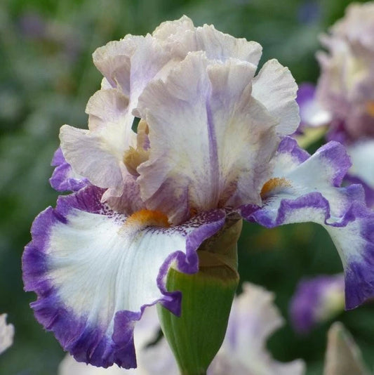 Iris Rhizome - Gray's Peak Variety - Iris Germanica - Perennial Flower Plant for Garden