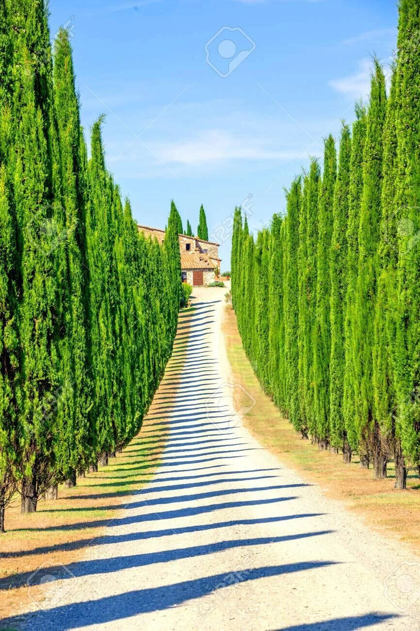 Italian Cypress Seeds for Planting | 50 Seeds | Exotic Evergreen Tree Seeds | Cupressus sempervirens