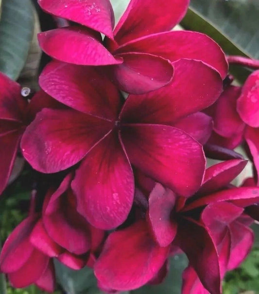 Bright Pink Plumeria Seeds - 5 Perennial Flower Seeds - Frangipani (Plumeria)