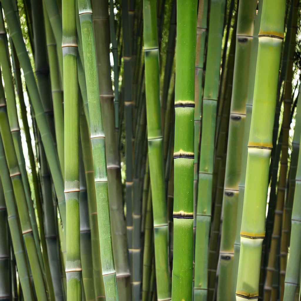 50 Bamboo Seeds - Clumping Privacy Plant for Garden Shade - Arundinacea