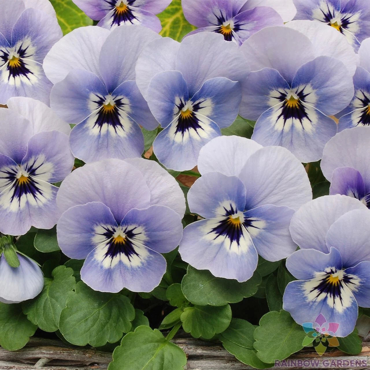 200+ Marina Pansy Seeds (Viola) - Sorbet XP Variety for Garden Planting - USA Grown, Free Shipping