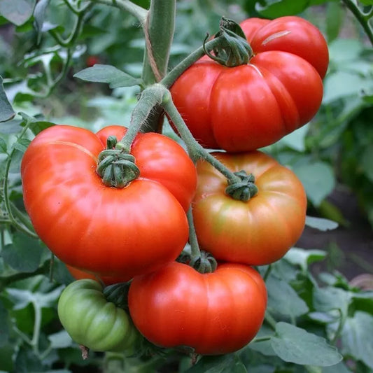 Marmande Tomato Seeds 50 Ct Heirloom Non-GMO Vegetable Seeds, Italian Variety - Perfect for Home Gardening