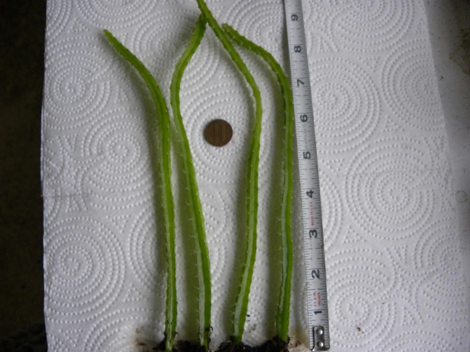 Bare Root Dragon Fruit Seedlings - Lot of 4 - Hylocereus undatus - 1 Year Old Dragonfruit Plants