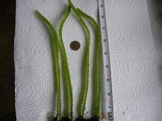Bare Root Dragon Fruit Seedlings - Lot of 4 - Hylocereus undatus - 1 Year Old Dragonfruit Plants