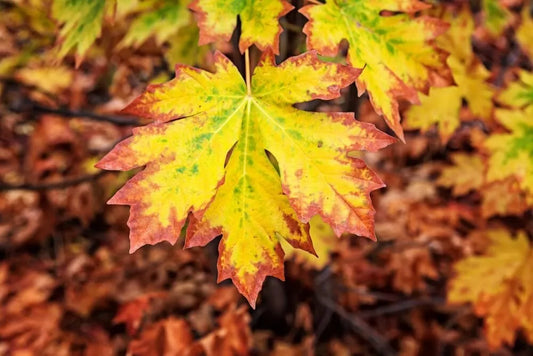 Bigleaf Maple Tree Seeds | 30+ Seeds | Acer macrophyllum | Ideal for Planting
