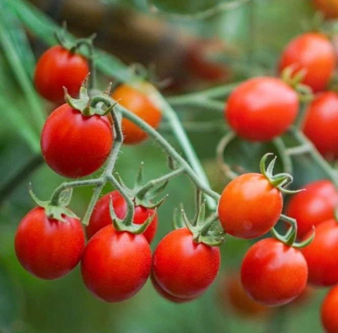 Cherry Tomato Seeds - Sweetie Variety - Indeterminate Heirloom - Non-GMO - 50 Seeds