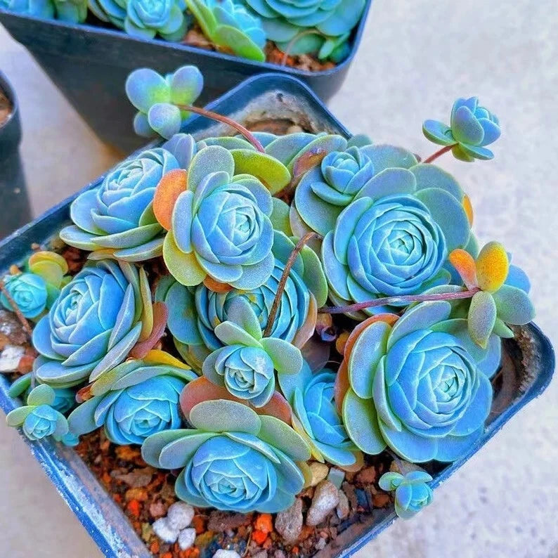 Blue Succulents Seeds, 100pcs Witchford Lithops Cactus Seeds, Drought-Tolerant Plant, Ideal for Succulent Gardens