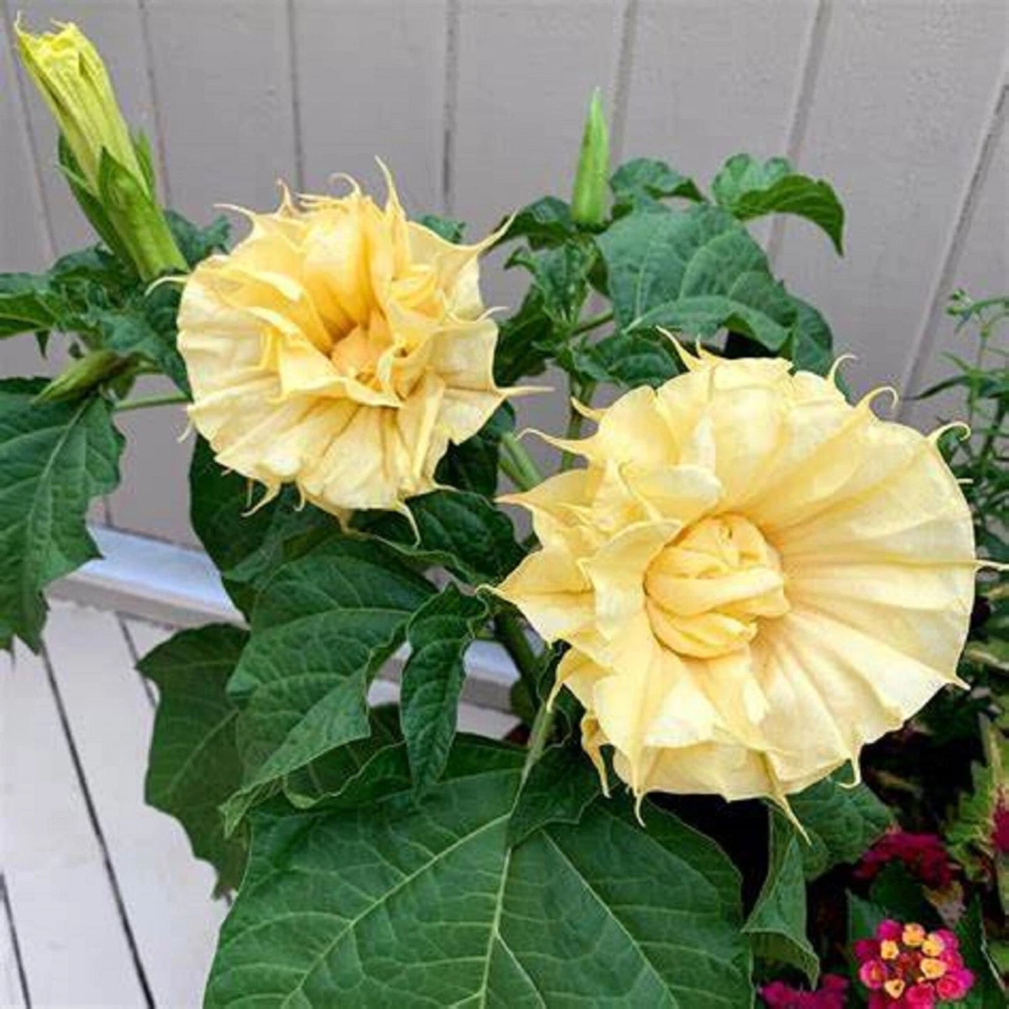 Ballerina Yellow Angel Trumpet Seeds - Brugmansia Datura - 10 Premium Flower Seeds for Garden Planting
