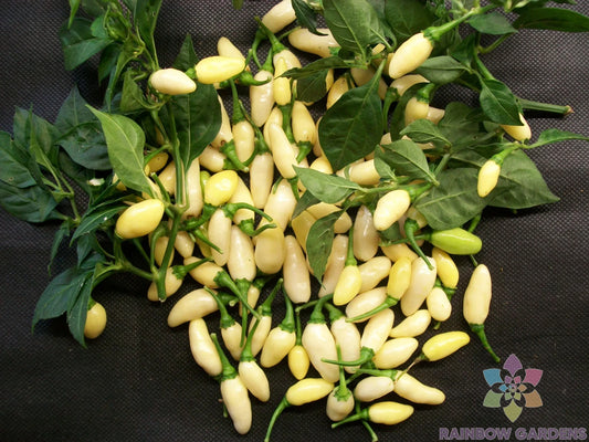 25+ White Bullet Habanero Hot Pepper Seeds - Capsicum chinense - Garden Seeds for Planting - USA Grown