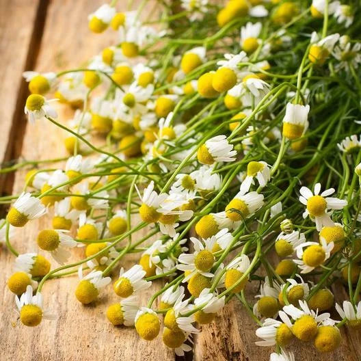 Chamomile German Herb Seeds | Non-GMO Groundcover Medicinal Tea | 1000 Seeds | Fragrant Plant