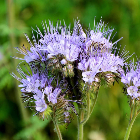 Lacy Phacelia Wildflower Seeds 1 Lb - Mylar Seed Packet - Phacelia tanacetifolia - Everwilde Farms
