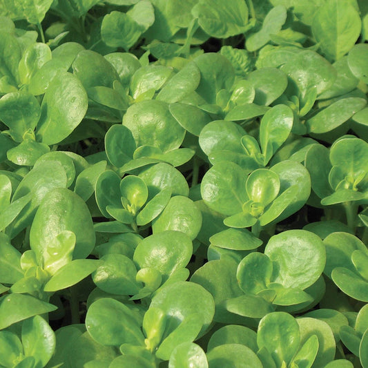 Golden Purslane Seeds - 750+ FRESH Seeds - Purslane (Portulaca oleracea) - Edible Herb Seed for Gardening