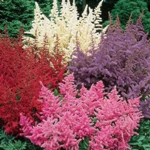 Astilbe Seeds - 50 Pack - White Pink Red Perennial Garden Flower - Astilbe spp.