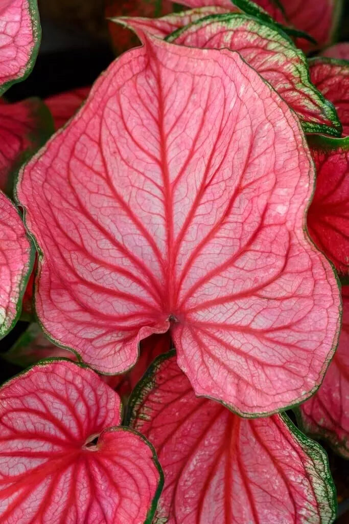 Caladium Bulbs - 10 Pink Symphony - Perennial Elephant Ears - Colorful Foliage Plants for Garden or Container