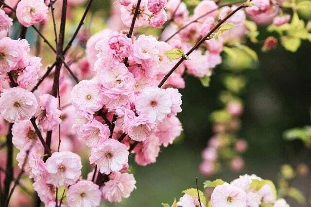Flowering Plum Bonsai Tree Seeds - 10 Pack - Prunus triloba - Ideal for Home Gardening and Bonsai Cultivation
