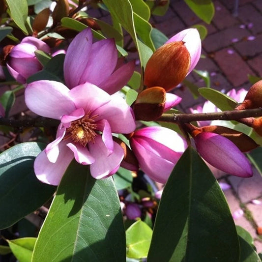 Michelia doltsopa Magnolia Tree - Fairy Blush - Pink Fragrant Blooms - Well Rooted