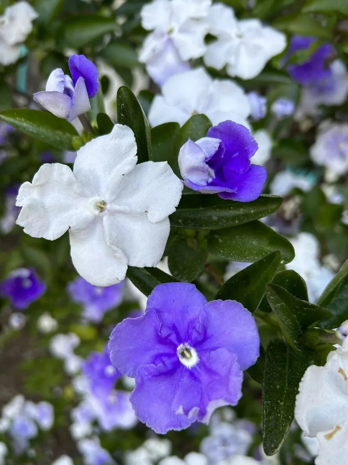 Brunfelsia Australis Seeds - 15 Count - Yesterday-Today-and-Tomorrow - Floral Perennial - USA 2024