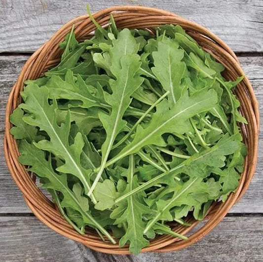 Arugula Seeds for Planting, 50 Count, Fast Growing, High Yield - Eruca vesicaria