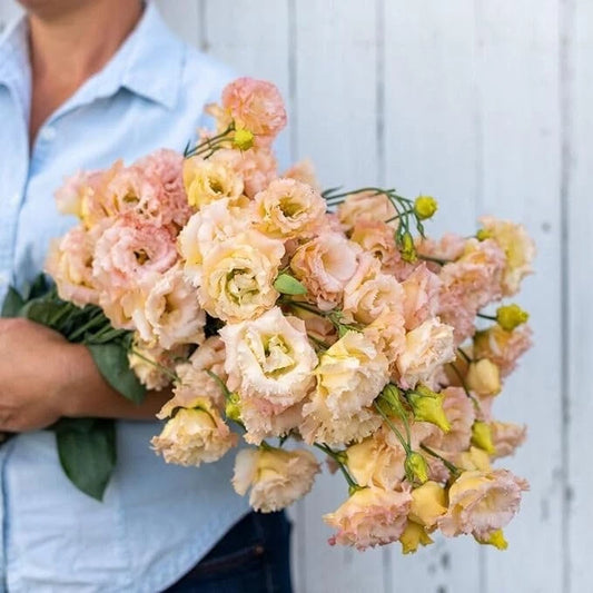 20 Pelleted Lisianthus Flower Seeds - Voyage 2 Champagne Variety for Planting - Eustoma grandiflorum