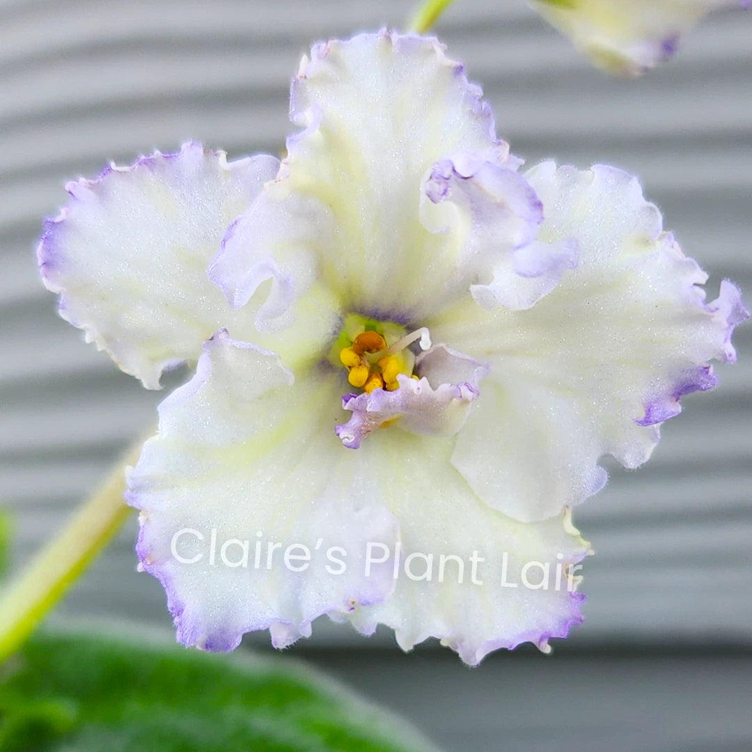 African Violet Leaf - Ma's Ching Dynasty - Standard Variety - Saintpaulia ionantha