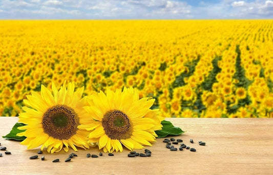 Black Oil Sunflower Seeds 200 Count for Planting, Attract Birds, Produce Sunflower Oil (Helianthus annuus)