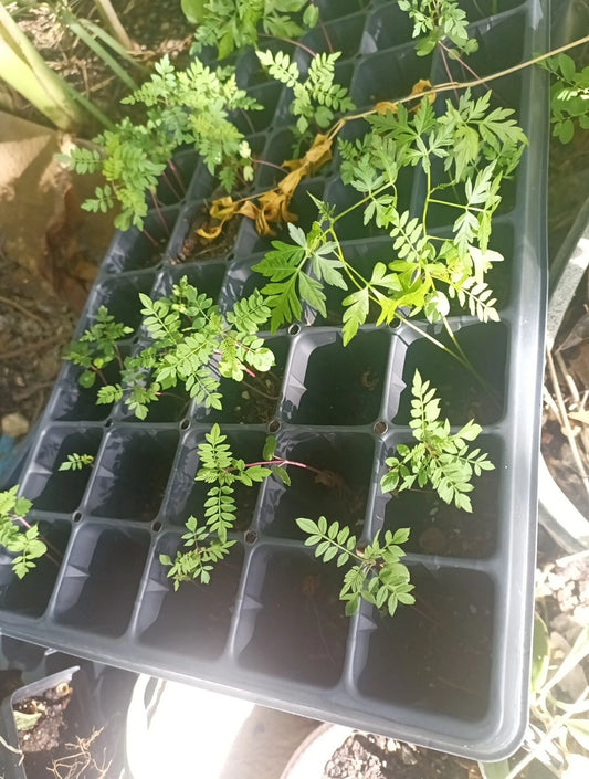 Bonsai Jacaranda Mimosifolia Seeds, Blue Flamboyant, Rare Flowering Tree, 10 Seeds